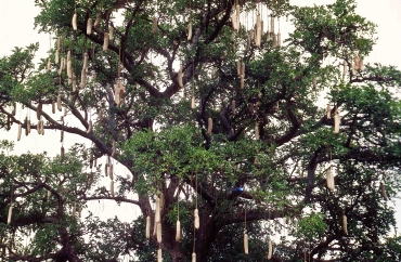 Kigelia africana oder Leberwurstbaum, die Früchte werden gerne von Giraffen und Elefanten gefressen